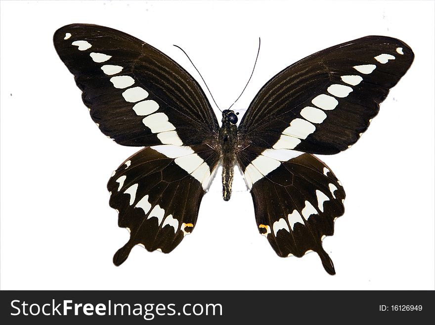 Beautiful isolated butterfly from tropics. Beautiful isolated butterfly from tropics