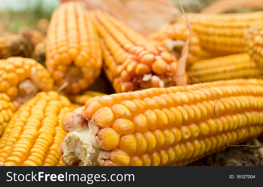 Golden corn