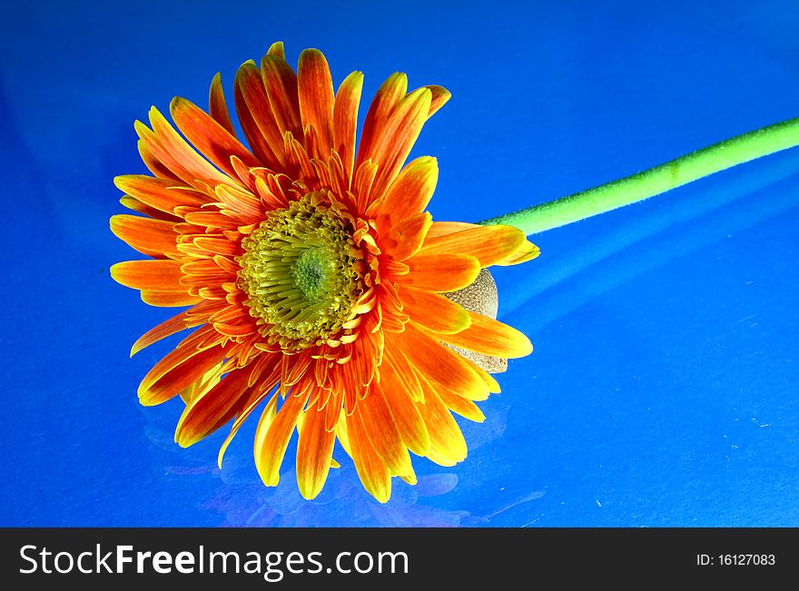 Orange gerbera on blue backgrounds.