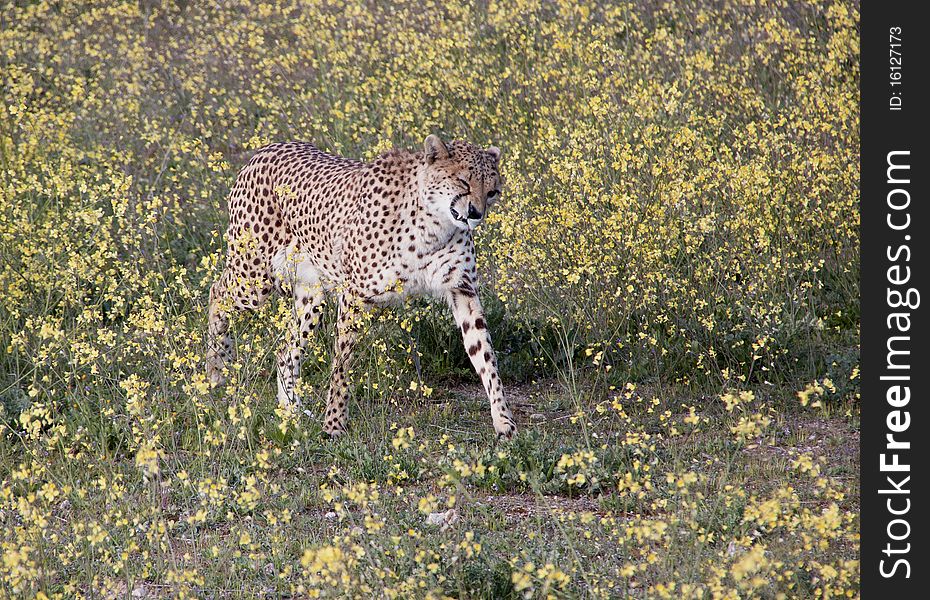 A cheetah sneezing because of all the flowers. A cheetah sneezing because of all the flowers