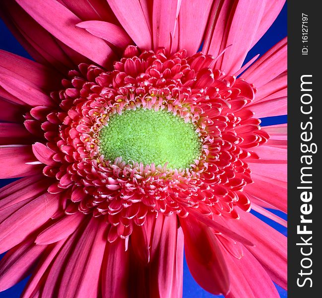 Close up of red gerbera.