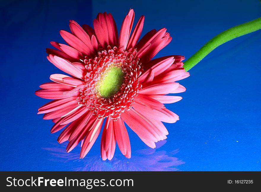 Red gerbera on blue backgrounds.