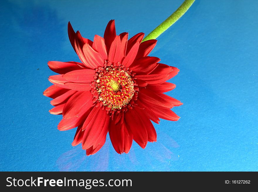 Red gerbera on blue backgrounds.