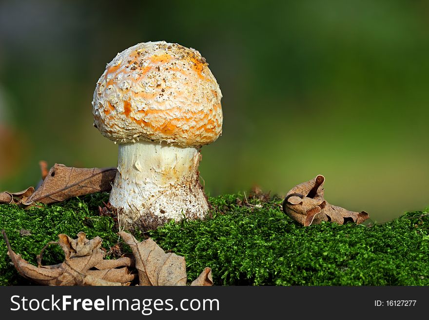 Mushroom - yellow toadstool in moss