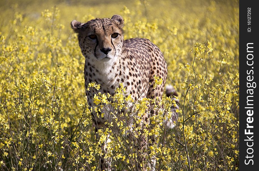 A cheetah standing in a meadow of yellow flowers. A cheetah standing in a meadow of yellow flowers