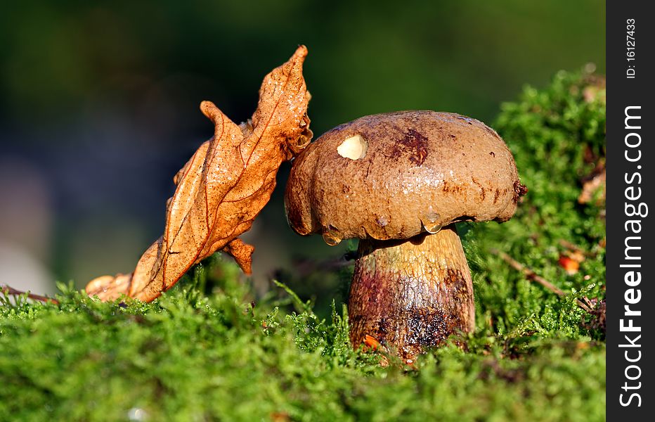 Cep in moss