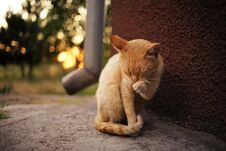 Red Cat Sits On A Stone Floor And Cleans A Paw, Close-up Portrait, Eyes Closed Stock Images