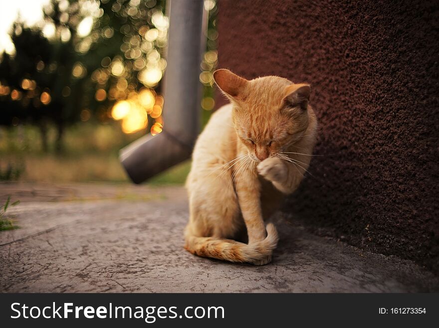 red cat sits on a stone floor and cleans a paw, close-up portrait, eyes closed, sunset.