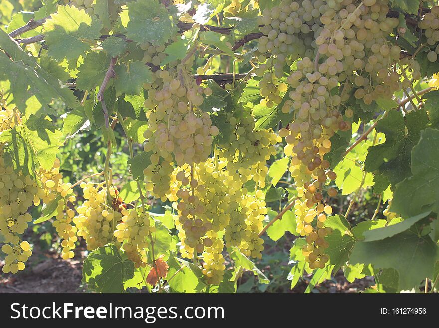 Fresh Beautiful Grapes Field