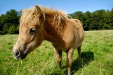 Foal Eating Royalty Free Stock Image