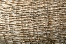 Palm Bark Stock Image