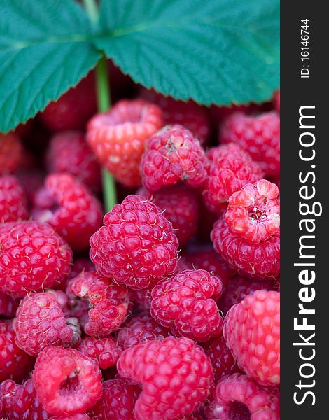 Red raspberries as a background