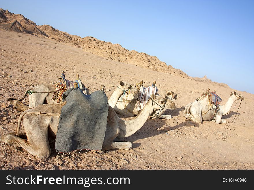 A group of bedouin camels wait in the egyptian desert. A group of bedouin camels wait in the egyptian desert