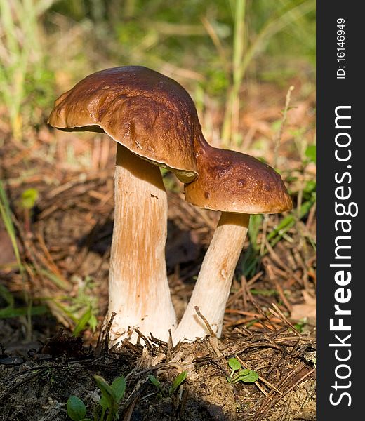 Pair mushrooms in the forest