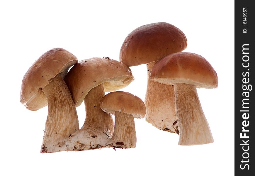 Group mushrooms isolated on the white background