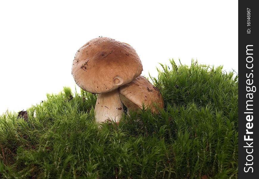 Mushrooms on the moss islated on the white background