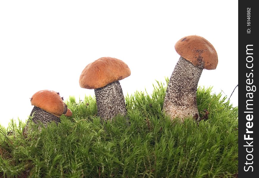 Orange-cap boletus on the moss image isolated on the white background. Orange-cap boletus on the moss image isolated on the white background
