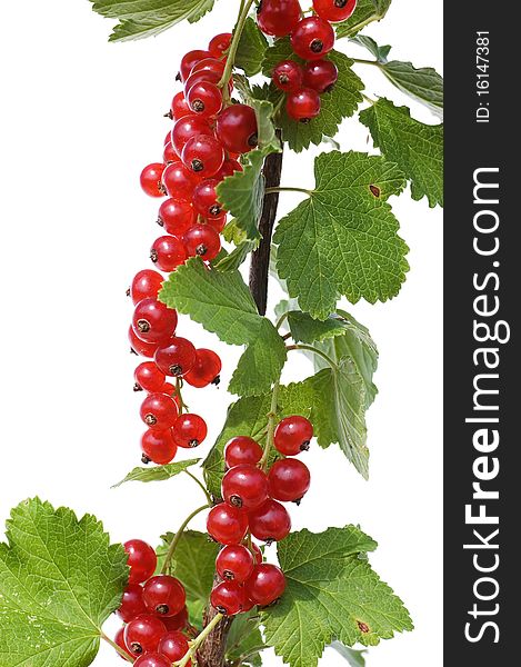 Branch of a red currant isolated