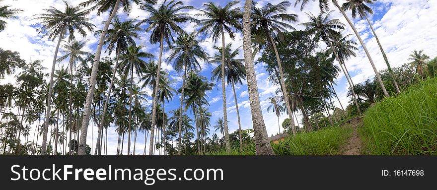 Panoramic of coconut tree in the village with the cloud and blue skies. Panoramic of coconut tree in the village with the cloud and blue skies
