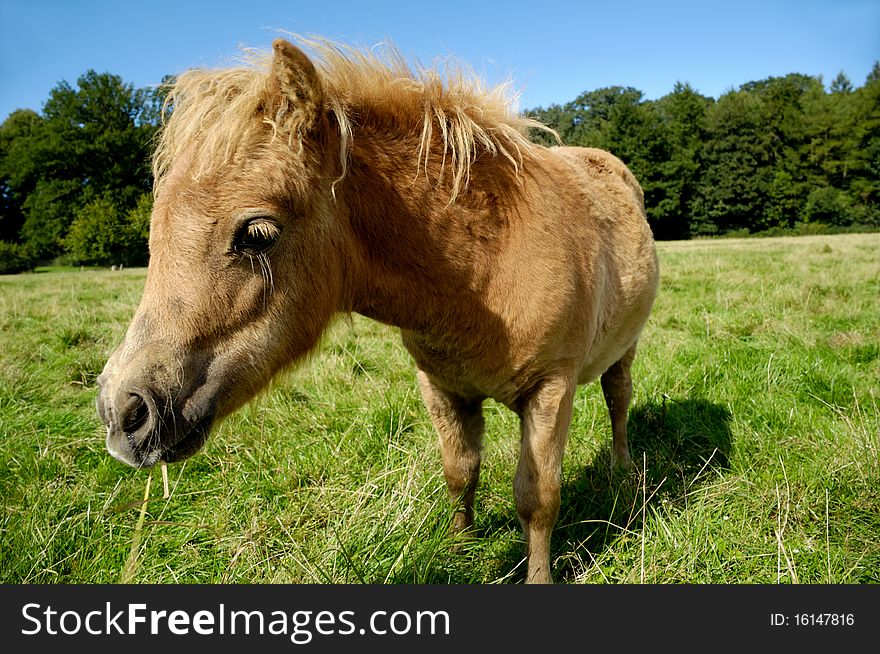 Foal is eating green grass. It is standing on a green field and the foal looks a bit sad. Foal is eating green grass. It is standing on a green field and the foal looks a bit sad.