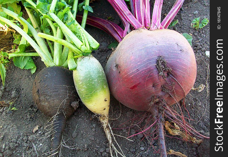 Vegetables beet and turnip resting upon land. Vegetables beet and turnip resting upon land