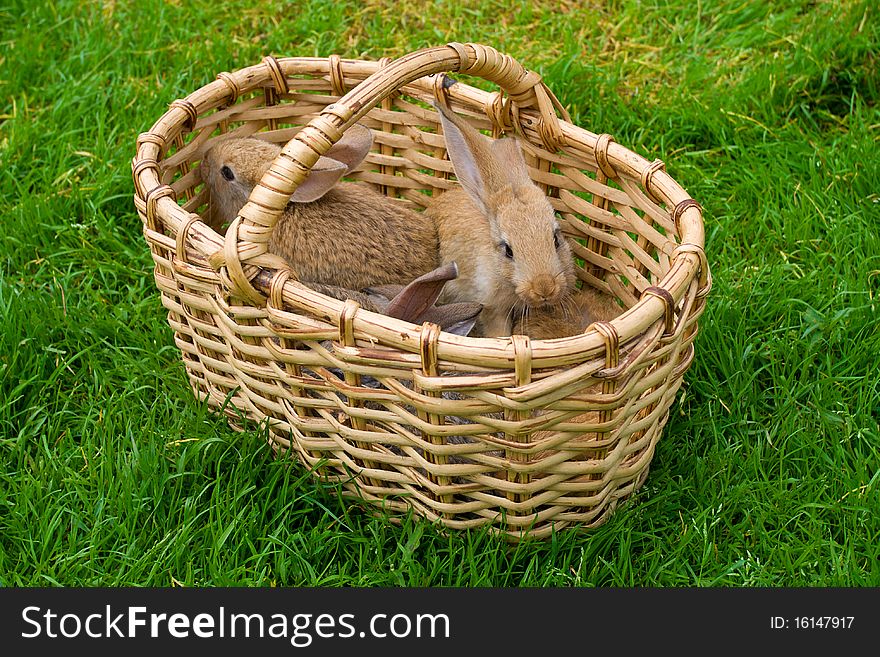 Bunnies in basket on green grass background