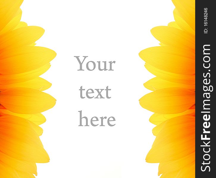 White background with yellow sunflower. White background with yellow sunflower