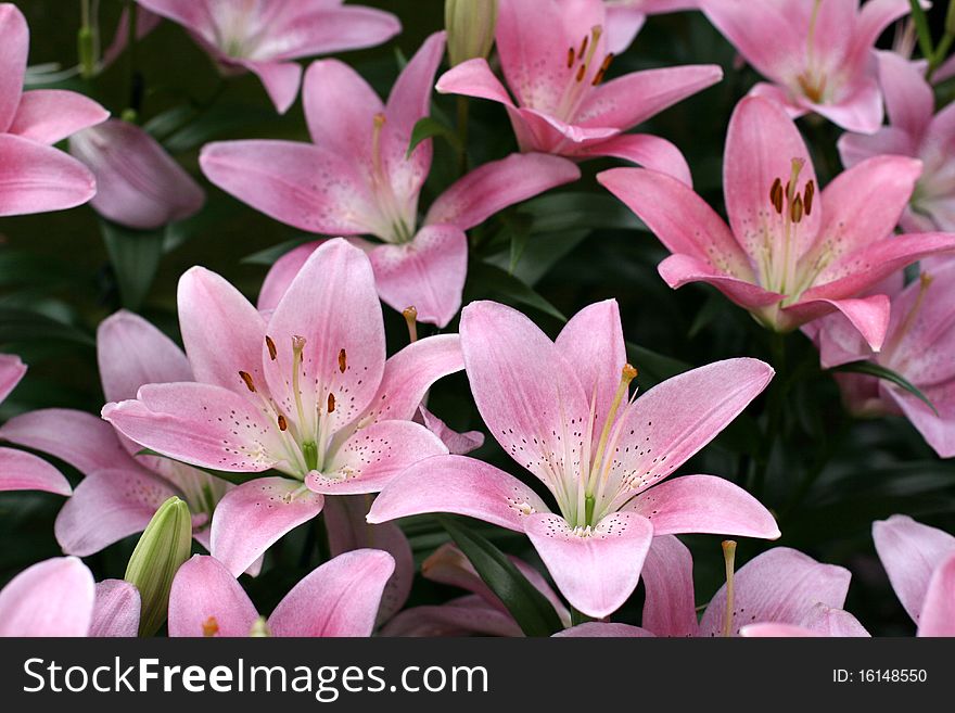 Lily flowers in a garden