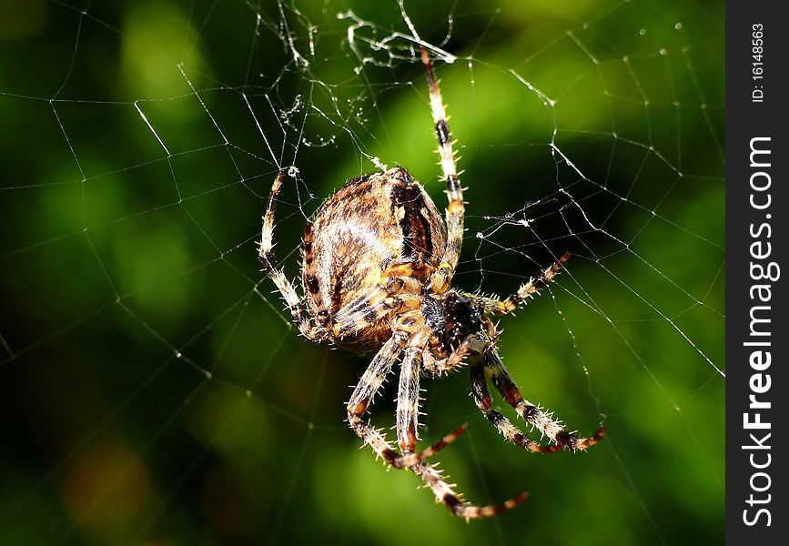 Big spider on his cobweb