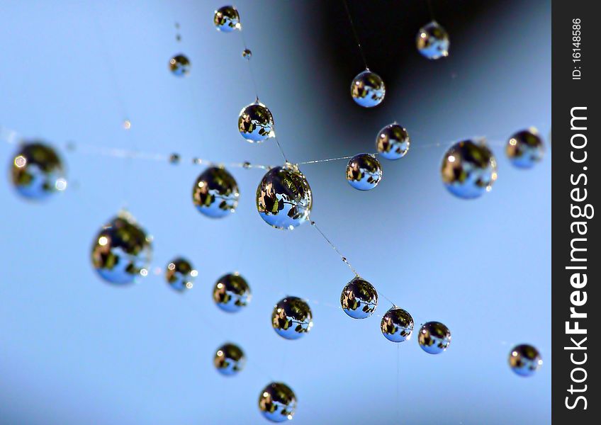 Water drops on cobweb on blue background