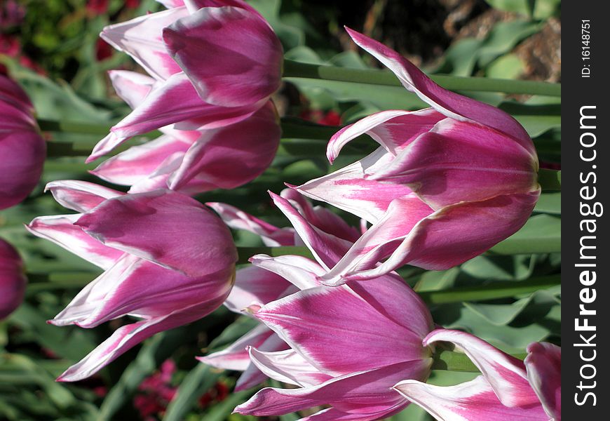 Tulip flowers in a garden. Tulip flowers in a garden