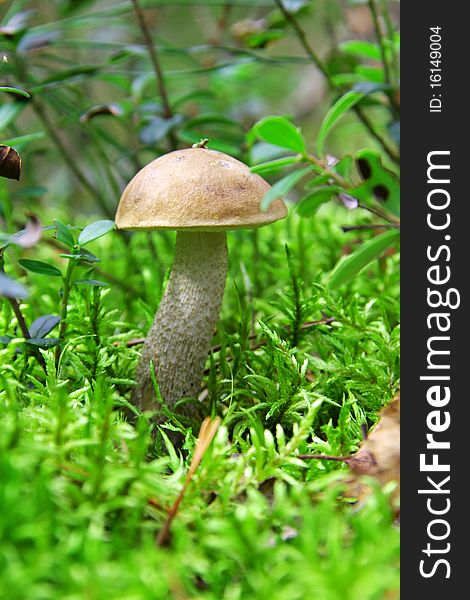 One mushroom in a green grass small depth of sharpness. One mushroom in a green grass small depth of sharpness