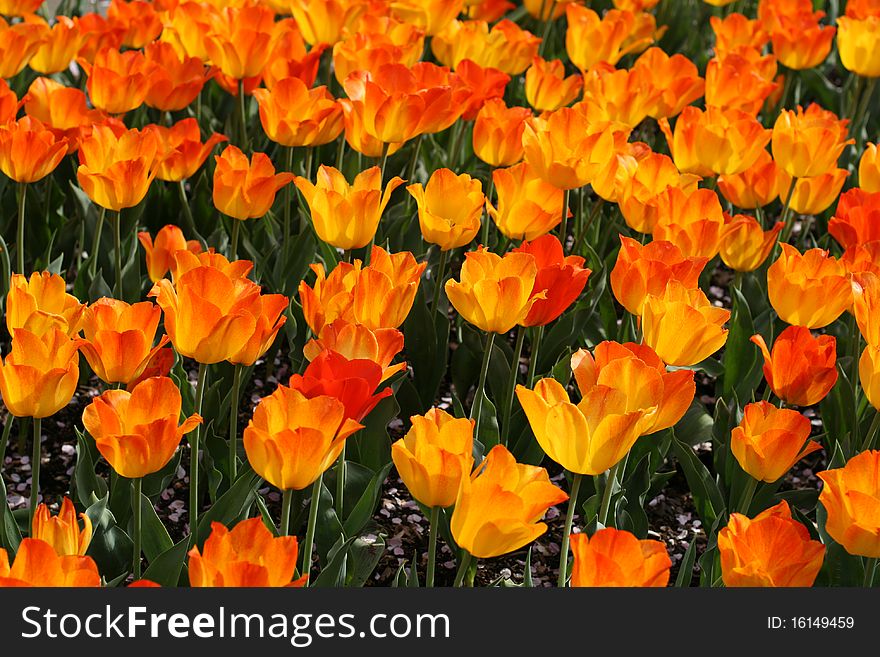 Tulip flowers in a garden. Tulip flowers in a garden