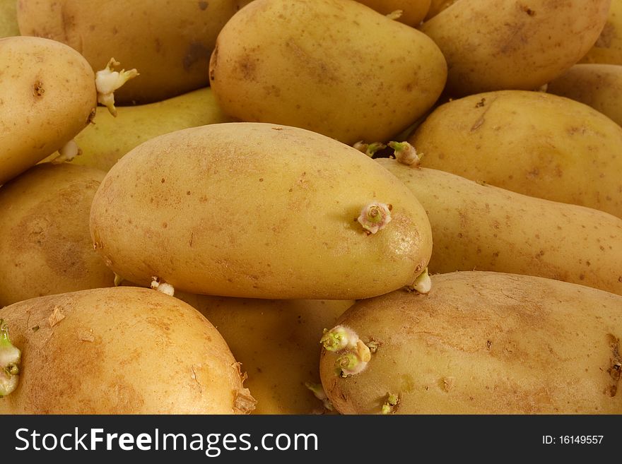 A lot of fresh potato. food background