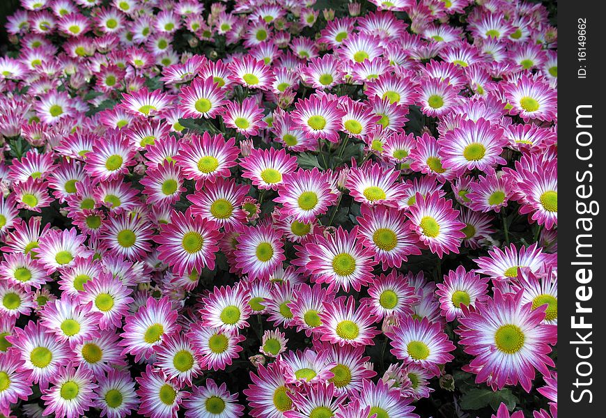 Chrysanthemum flowers in a garden. Chrysanthemum flowers in a garden
