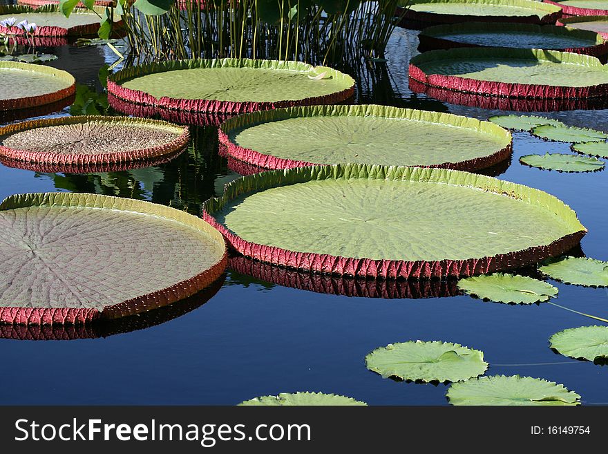 Water-platter leaves in a pond