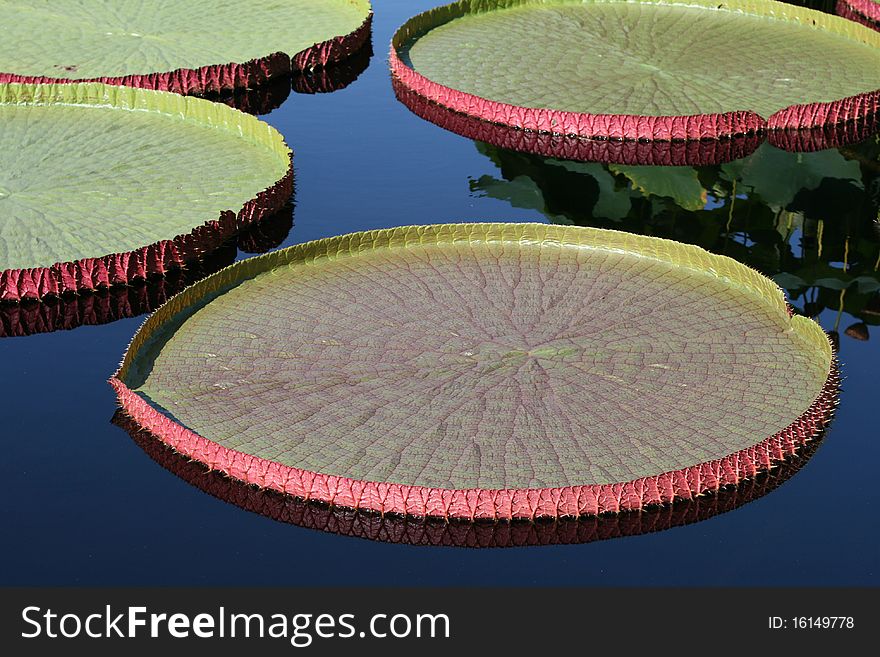 Water-platter leaves in a pond