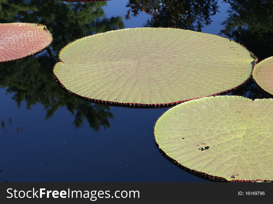 Water-platter leaves in a pond