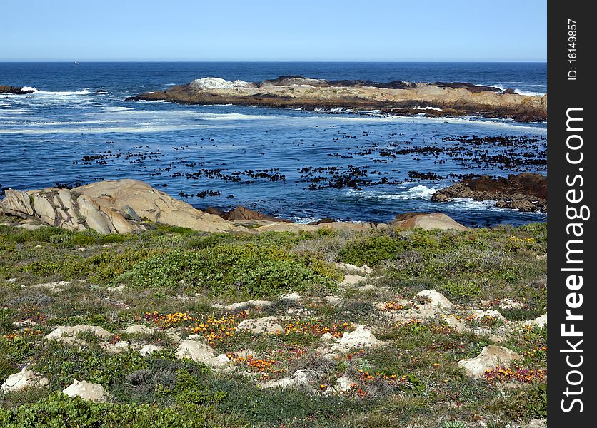 Summer flowers along the coast on the seashore near Paternoster, South Africa