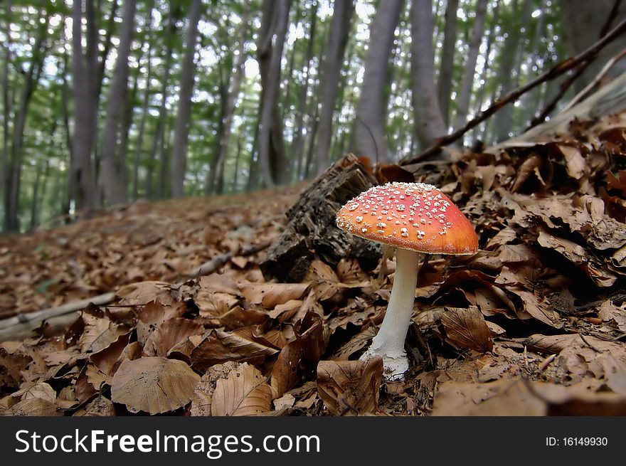 Red mushroom in the wood. Red mushroom in the wood
