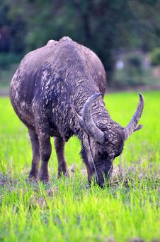 Buffalo Royalty Free Stock Images