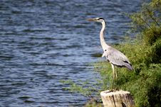 Grey Heron Stock Photos