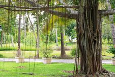 Big Old Banyan Tree. Royalty Free Stock Photos Big Old Banyan Tree. Royalty Free Stock Photos