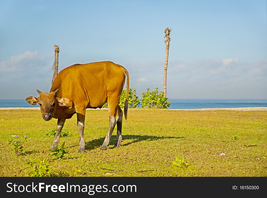 The cow in Batu Belig beach, Bali