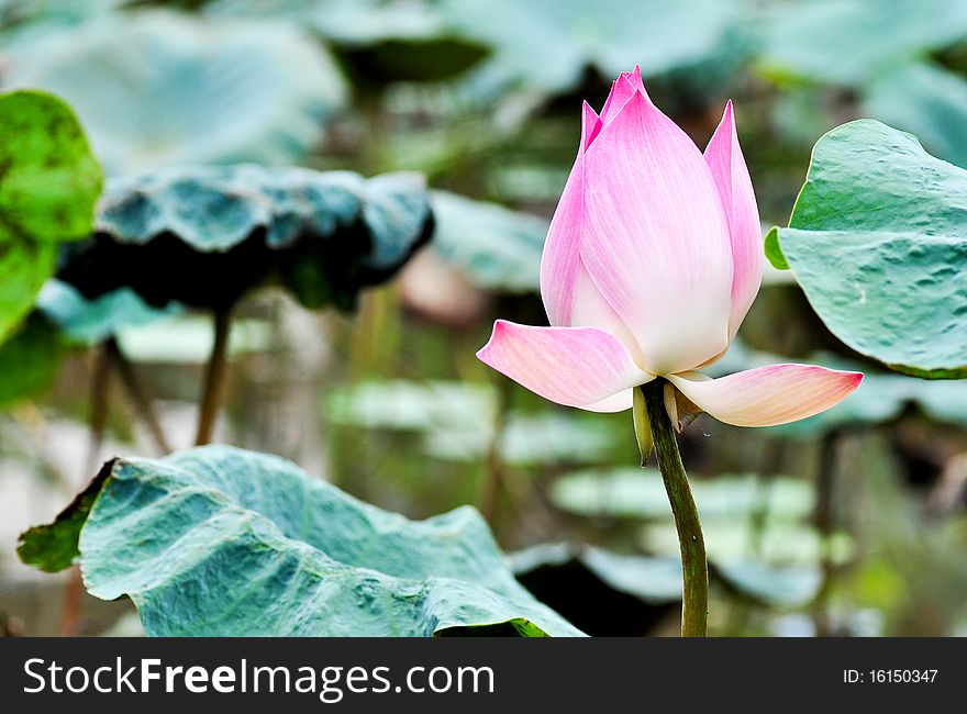 Lotus Flower