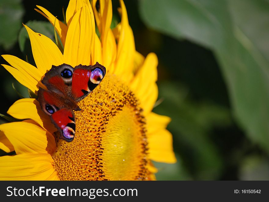 Peacock butterfly on sunflower and natural background