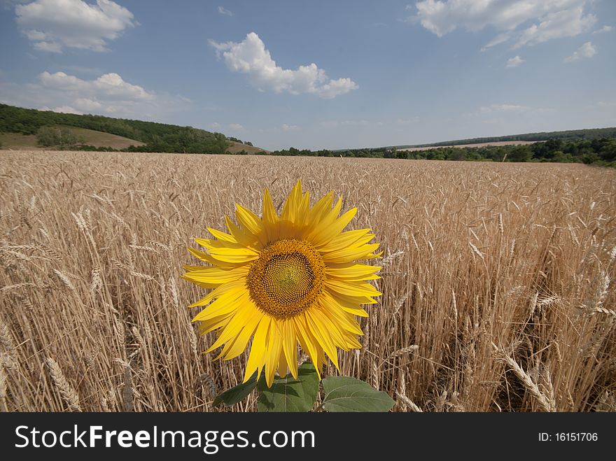 Lonely blossoming sunflower on a wheaten field. Lonely blossoming sunflower on a wheaten field.
