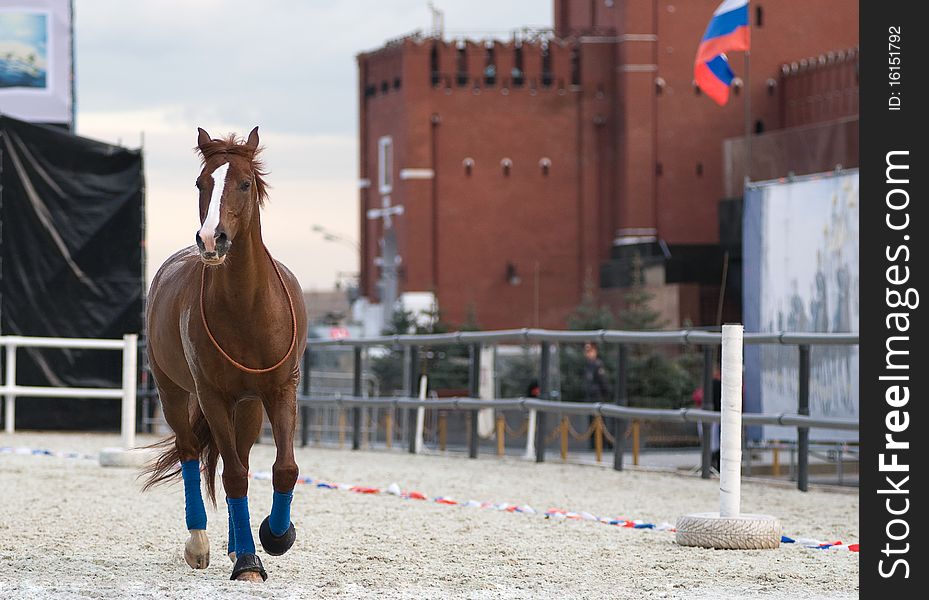 Moscow. Horse on Red Square