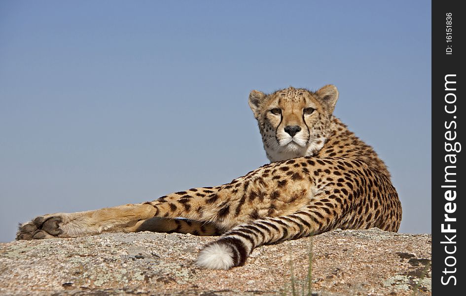 A cheetah lieing in the sun on a rock looking to the camera. A cheetah lieing in the sun on a rock looking to the camera