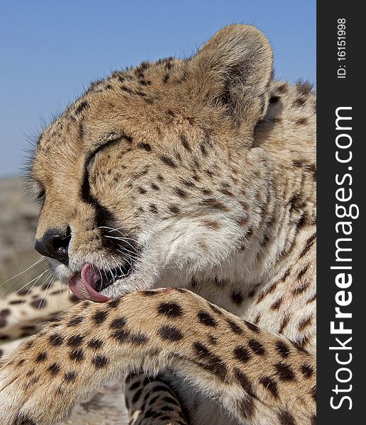 Close-up of a cheetah